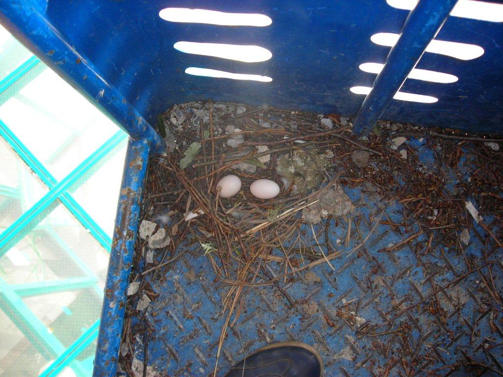 鳩の卵